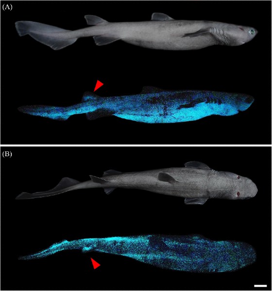 shark-bioluminescent-released-Frontiers-in-Marine-Science-journal_Je%CC%81ro%CC%82me-Mallefet.jpg