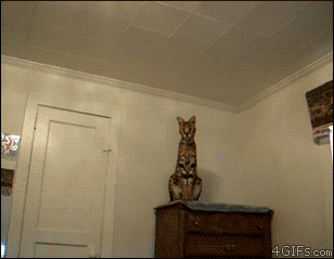 4412-Leaping-Cat.gif
