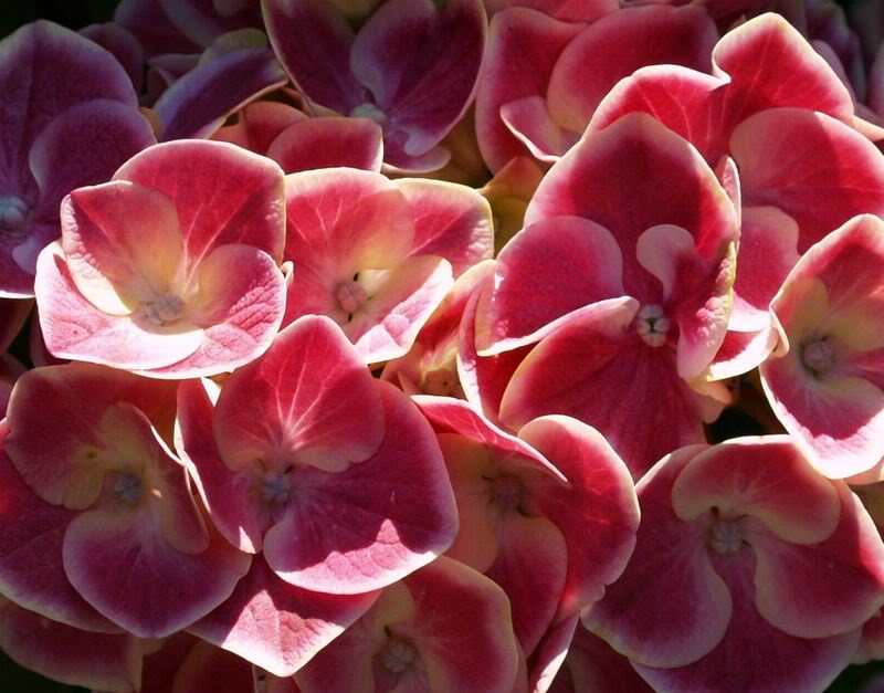 Flowers002.jpg