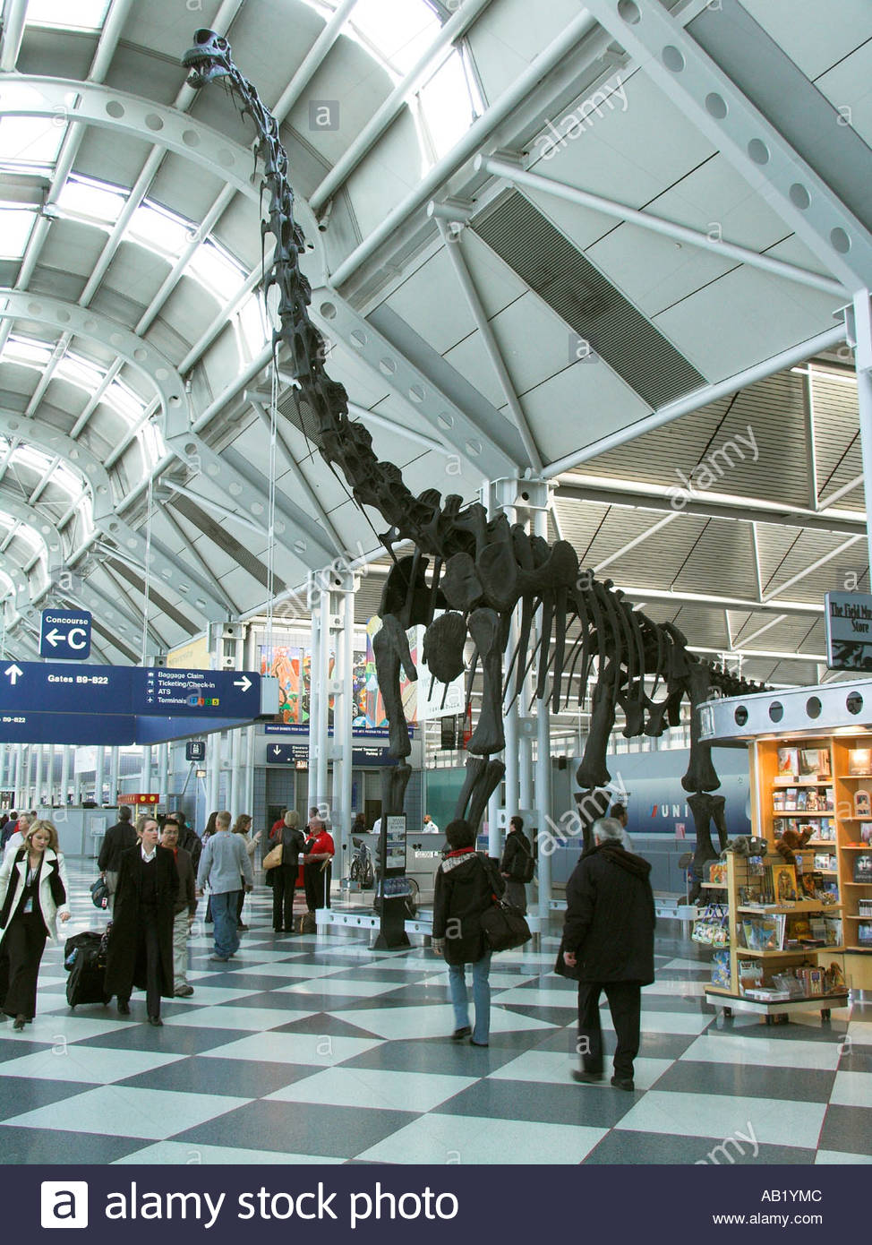 moulded-dinosaur-skeleton-in-united-airlines-chicago-ohare-airport-AB1YMC.jpg