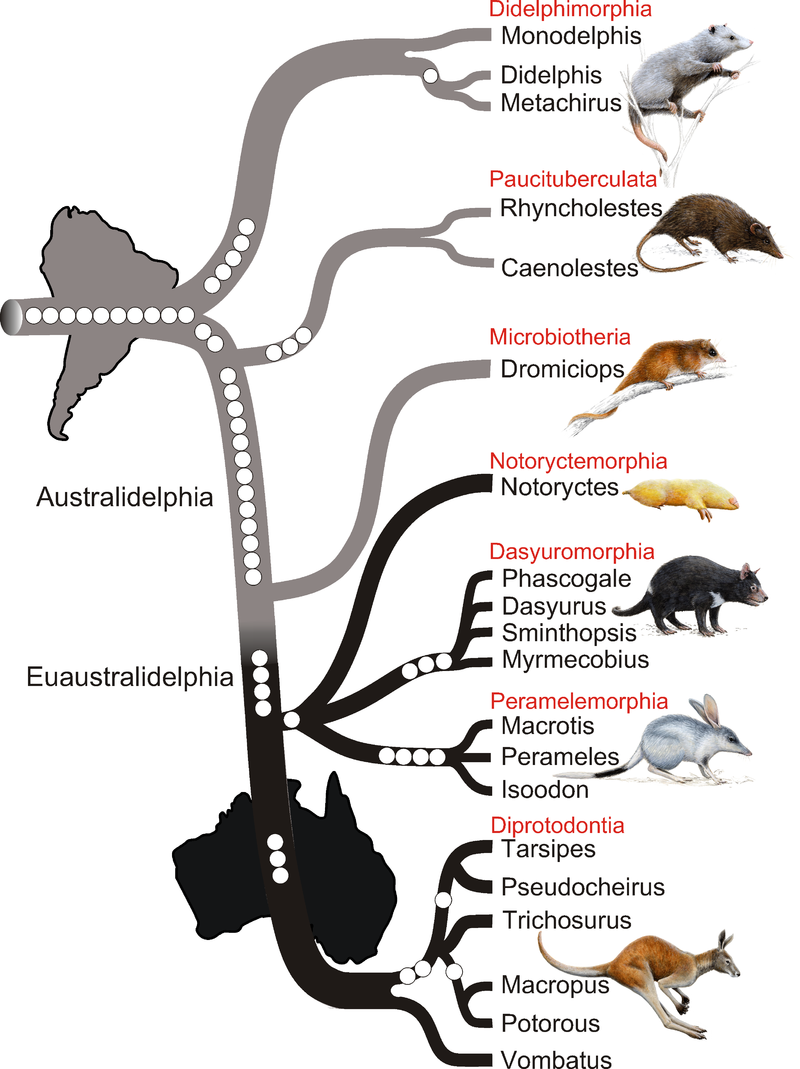800px-Phylogenetic_tree_of_marsupials_derived_from_retroposon_data_-_journal.pbio.1000436.g002.png