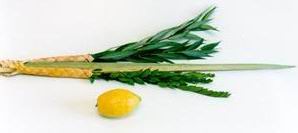 lulav.jpg