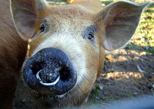 Pig+nose.jpg