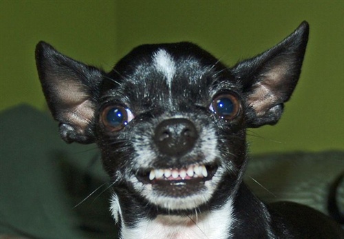 M-AngryChihuahua.jpeg