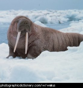 walrus.jpg