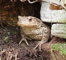 220px-Commontoad.JPG