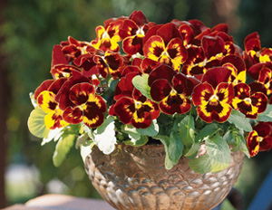 Best-Fall-Blooming-Annuals-and-Perennials_pansies.jpg
