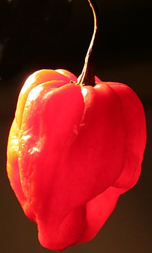 220px-Scotch-bonnet.jpg