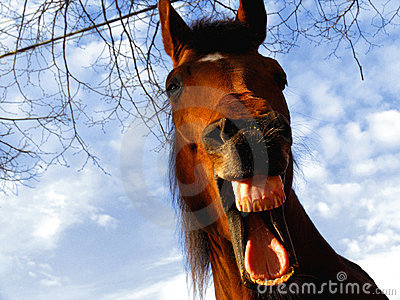 laughing-horse-thumb3249371.jpg