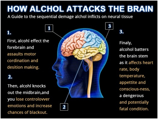 how_alcohol_attacks_the_brain1.jpg