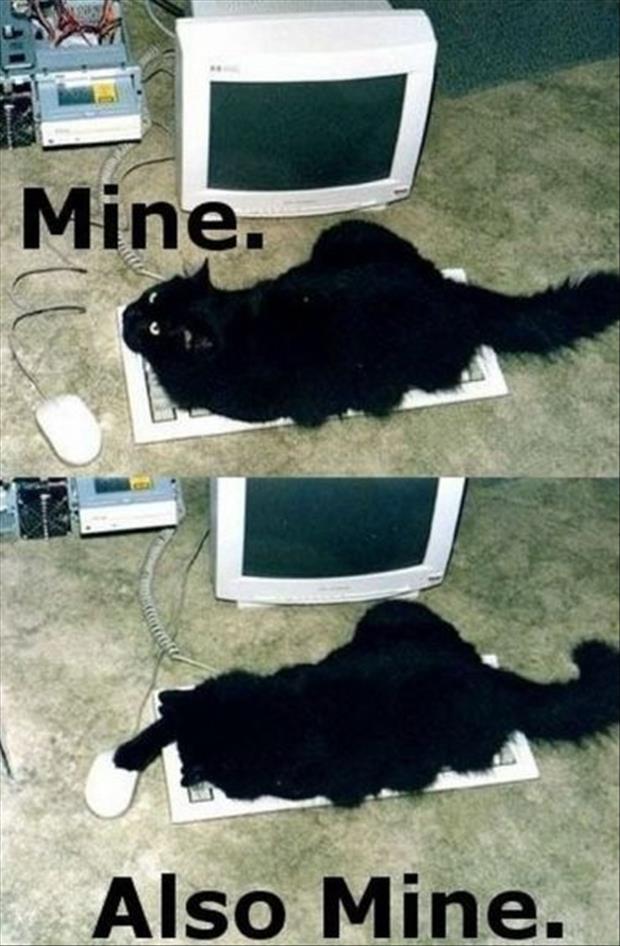 mine-also-mine-funny-cats.jpg