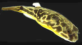 puffer_mbu_01.jpg