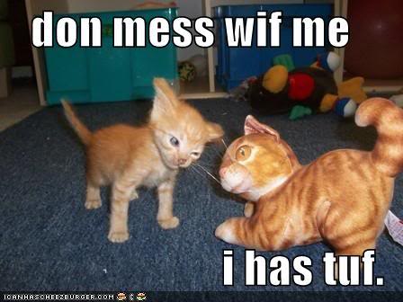 funny-pictures-kitten-is-tough-and-.jpg