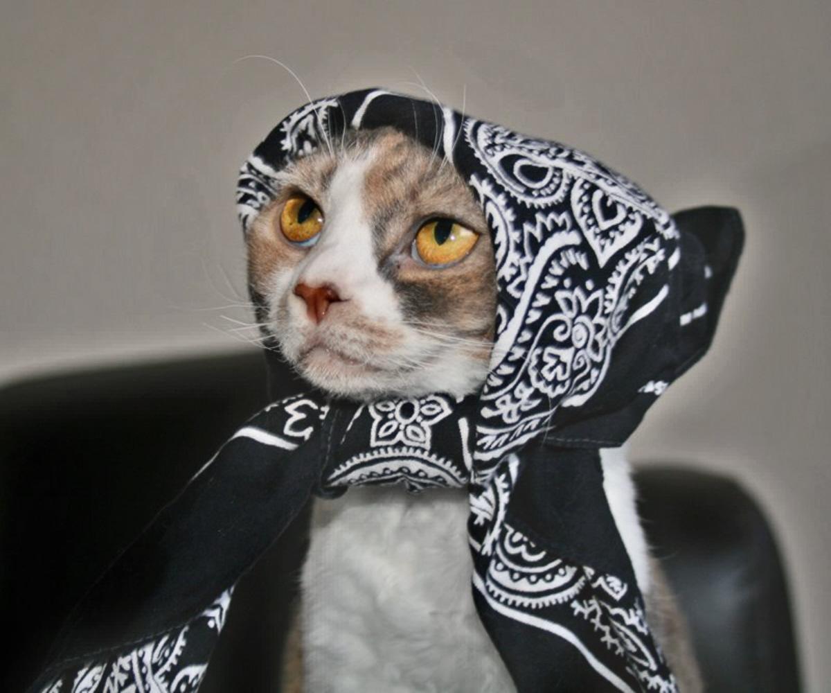 00-00a-cat-in-a-babushka.jpg