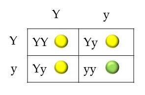 Punnett+Square_0.jpg