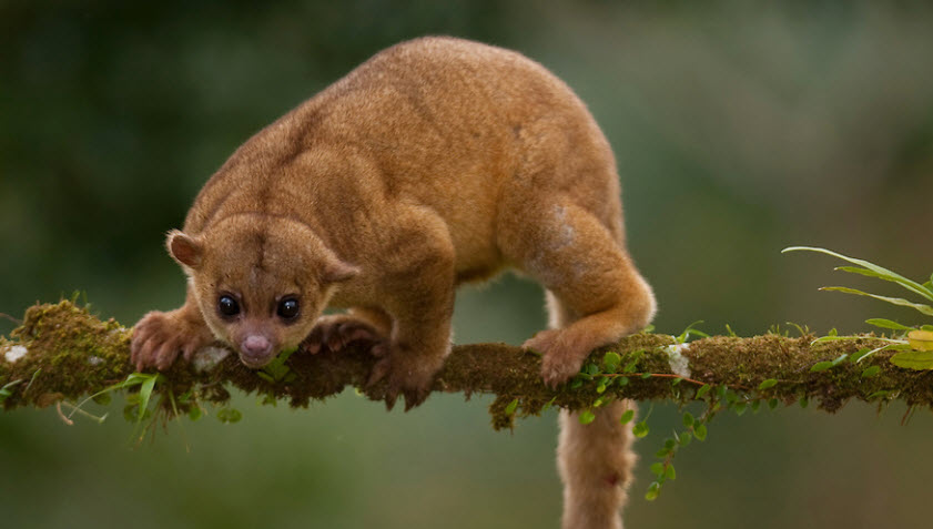 Kinkajou+3.jpg