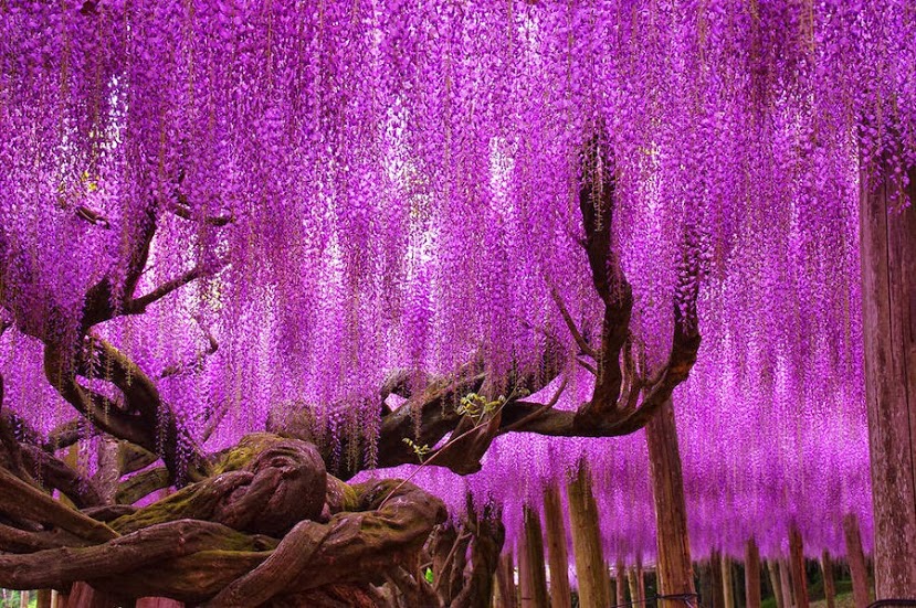 wisteria+tree.jpg
