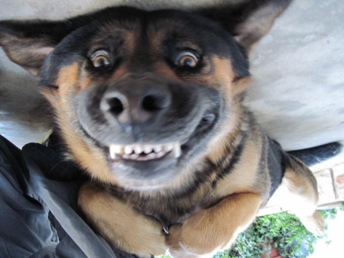 dog-smile-2.jpg