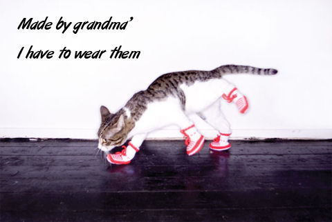 Cat-wearing-funny-socks-animals-picture.jpg
