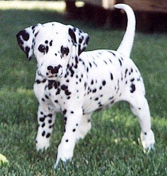 dalmatian_puppy.jpg