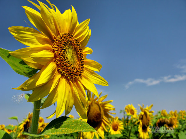 sun-flower-field-in-romania.jpg