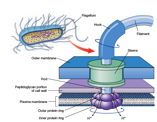 bacterial+flagella+in+detail.png