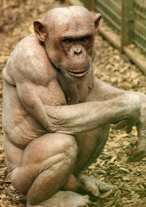 jambochimpanzee1.jpg