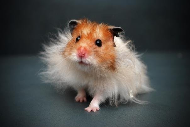 pictures-of-teddy-bear-hamsters.jpg