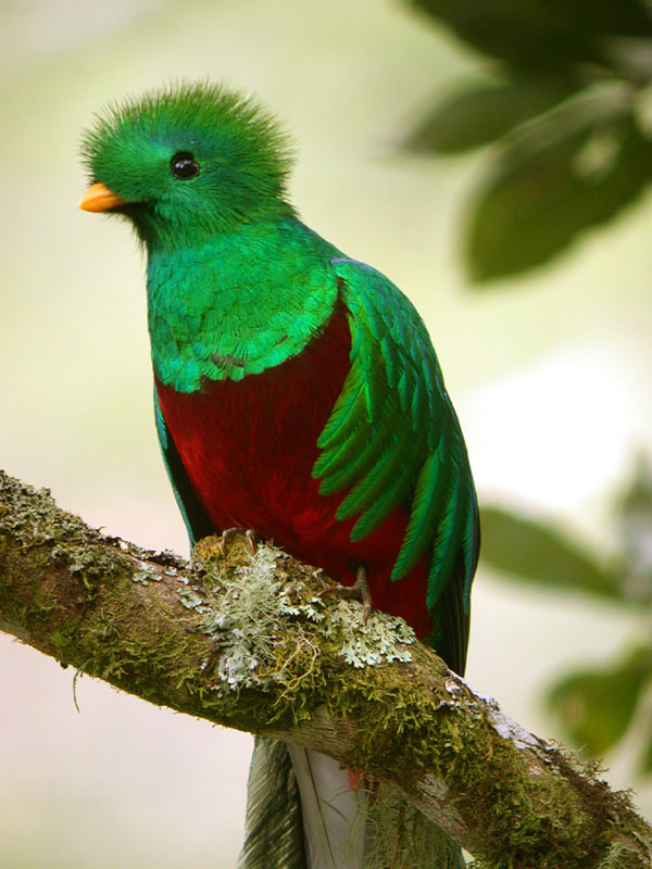 Quetzal-Lovely-Bird.jpg