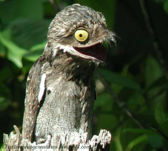 potoo_baby2.jpg