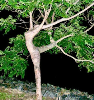 dancin-tree.jpg