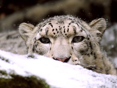 ht_jlm9945_snow_leopard_081231_main.jpg