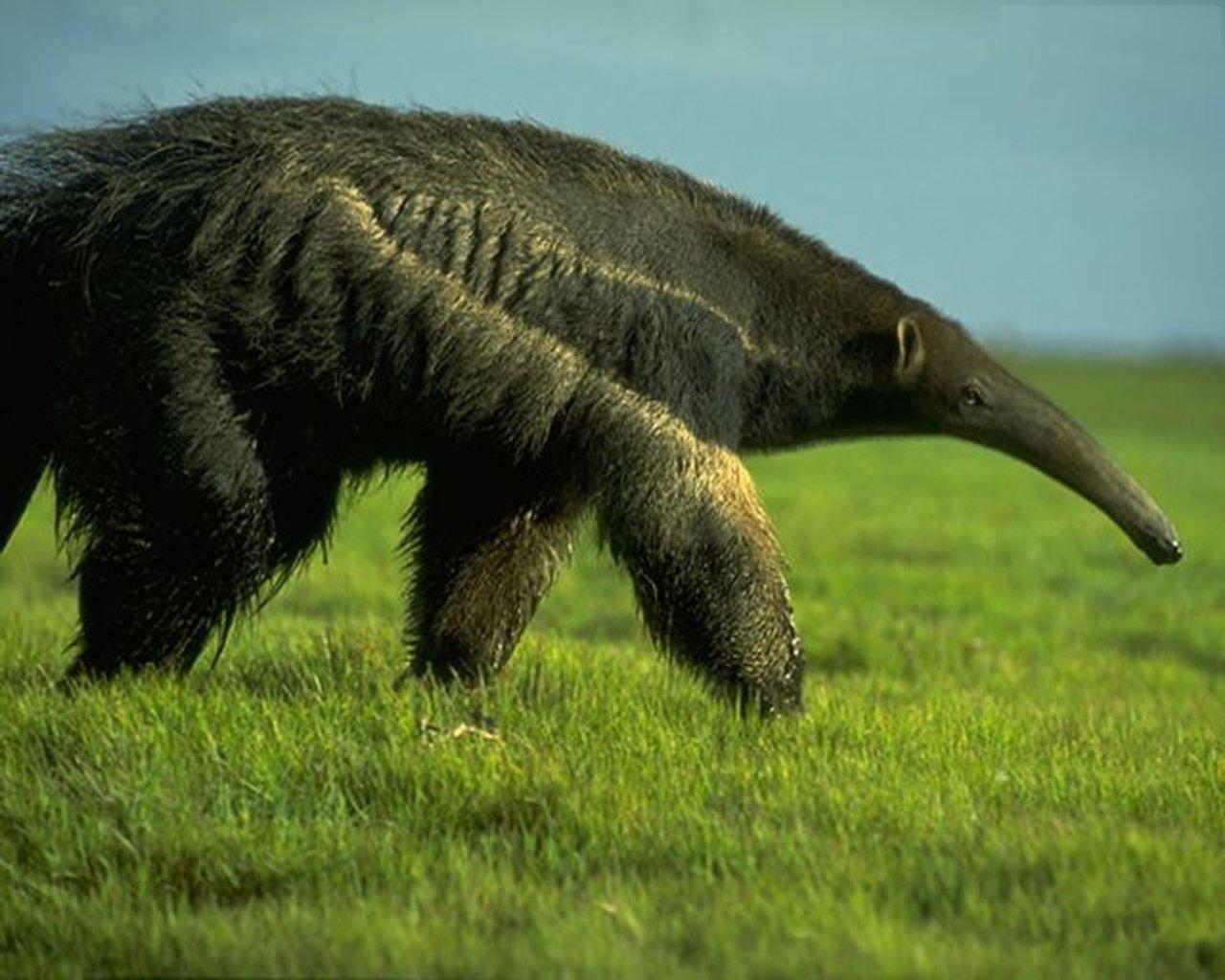 giant_anteater1.jpg