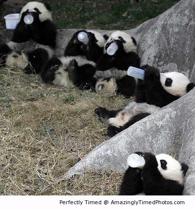 Baby-panda-drink-milk-resizecrop--.jpg