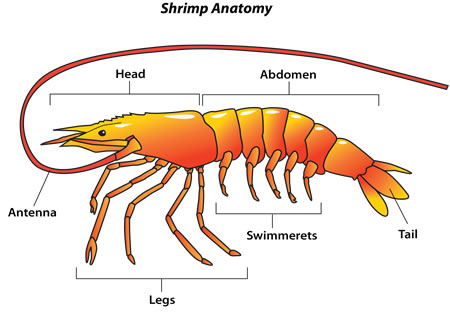 shrimp_anatomy2.jpg