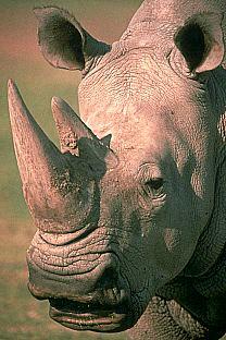 SDZ_0329-Rhinoceros-Face-Closeup.jpg