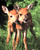 fawns.gif