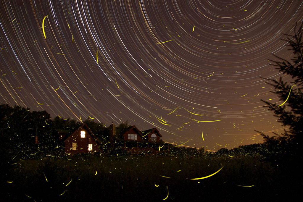 FirefliesStartrails_rosinski.jpg