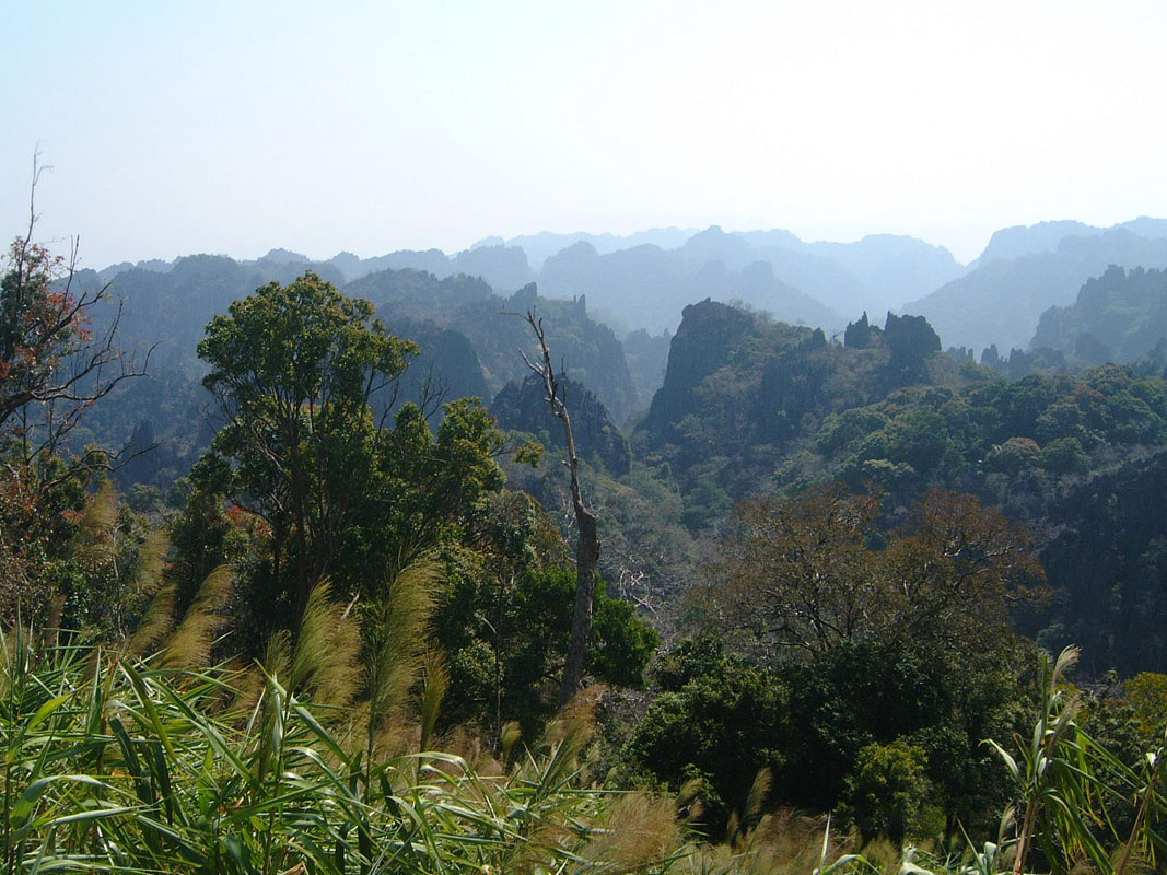 Jungle-in-Central-Laos.jpg