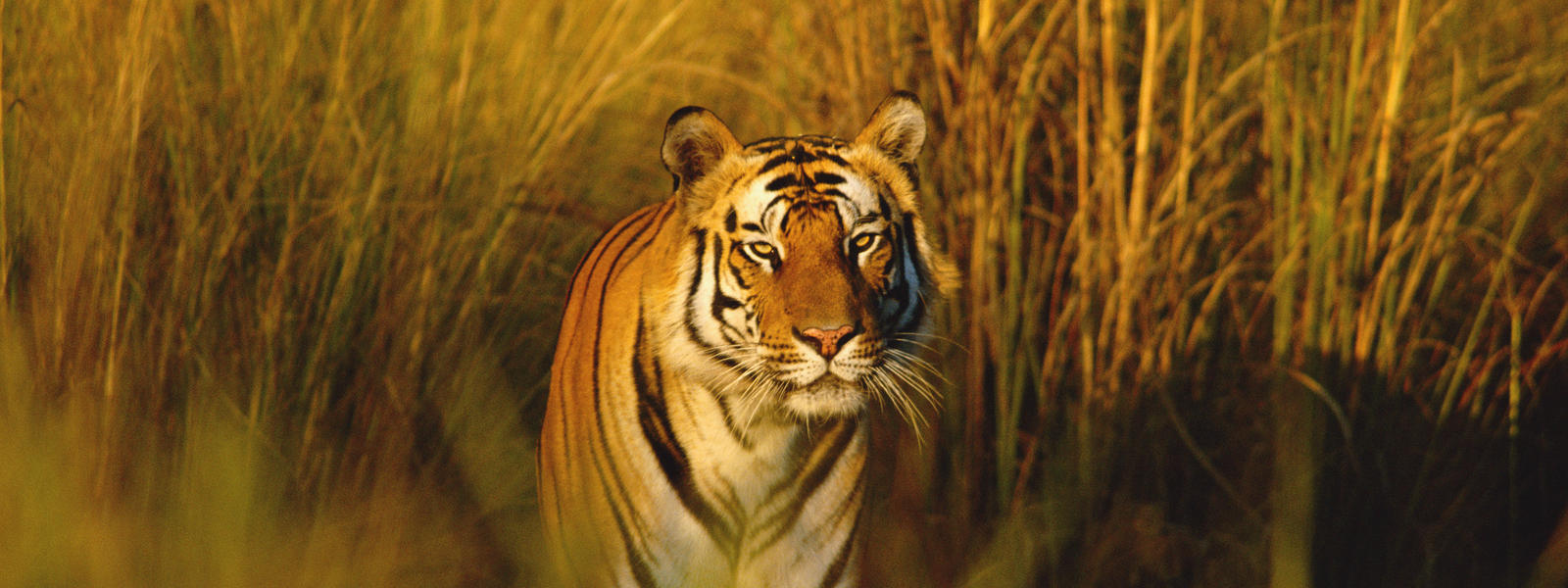 Bengal_Tiger_8.9.2012_Hero_and_Circle_XL_257678.jpg