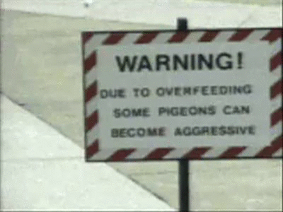 overly-aggressive-pigeon-will-eat-all-your-food.gif