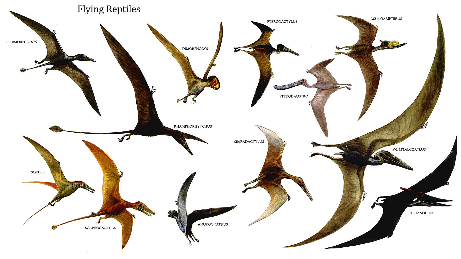 flying-reptiles.jpg