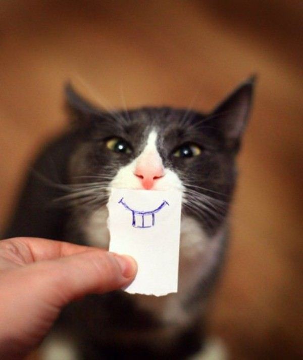 cat-funny-5.jpg