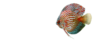animateddiscusfish-32.gif