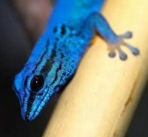 ElectricBlueGecko.jpg