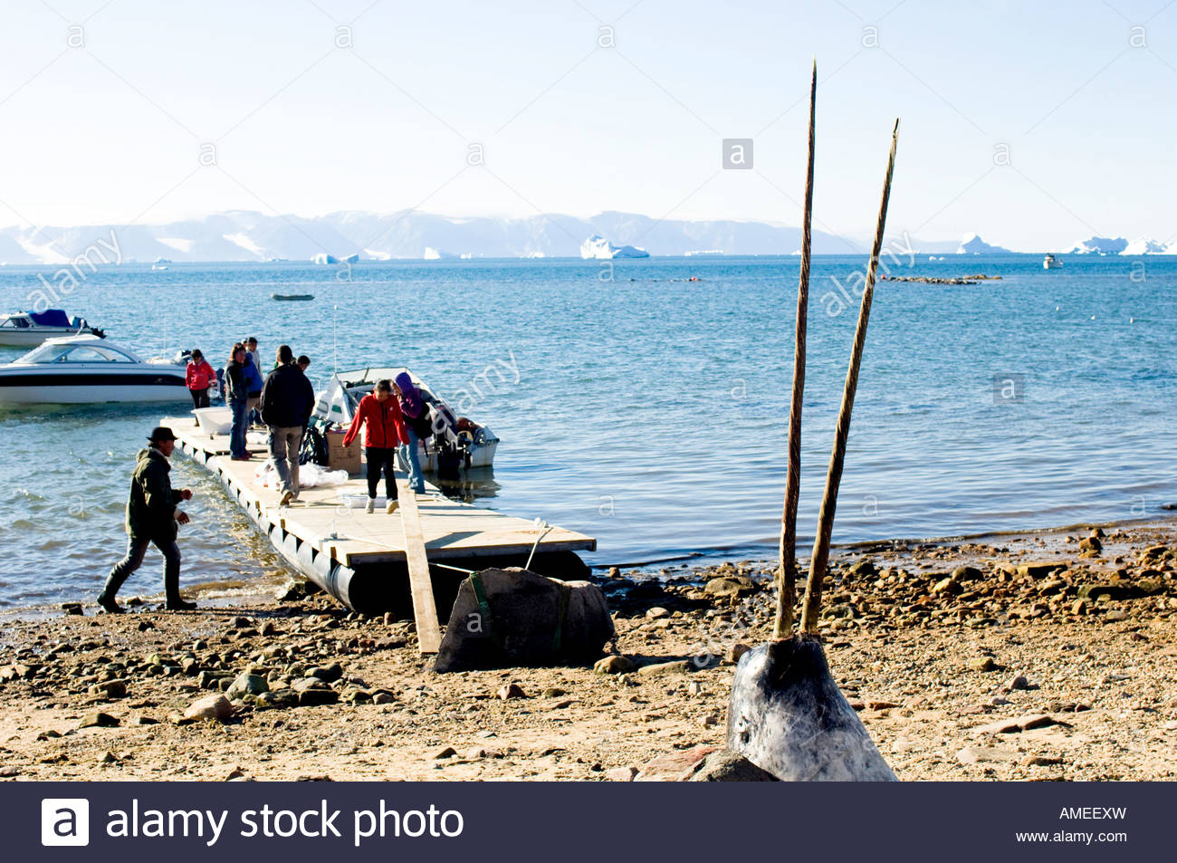 rare-double-tusked-narwhal-displayed-on-the-beach-after-being-hunted-AMEEXW.jpg