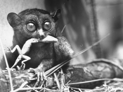 sam-shere-tarsiers-an-animal-native-to-indonesia-and-philippines-eating-a-lizard-alive.jpg