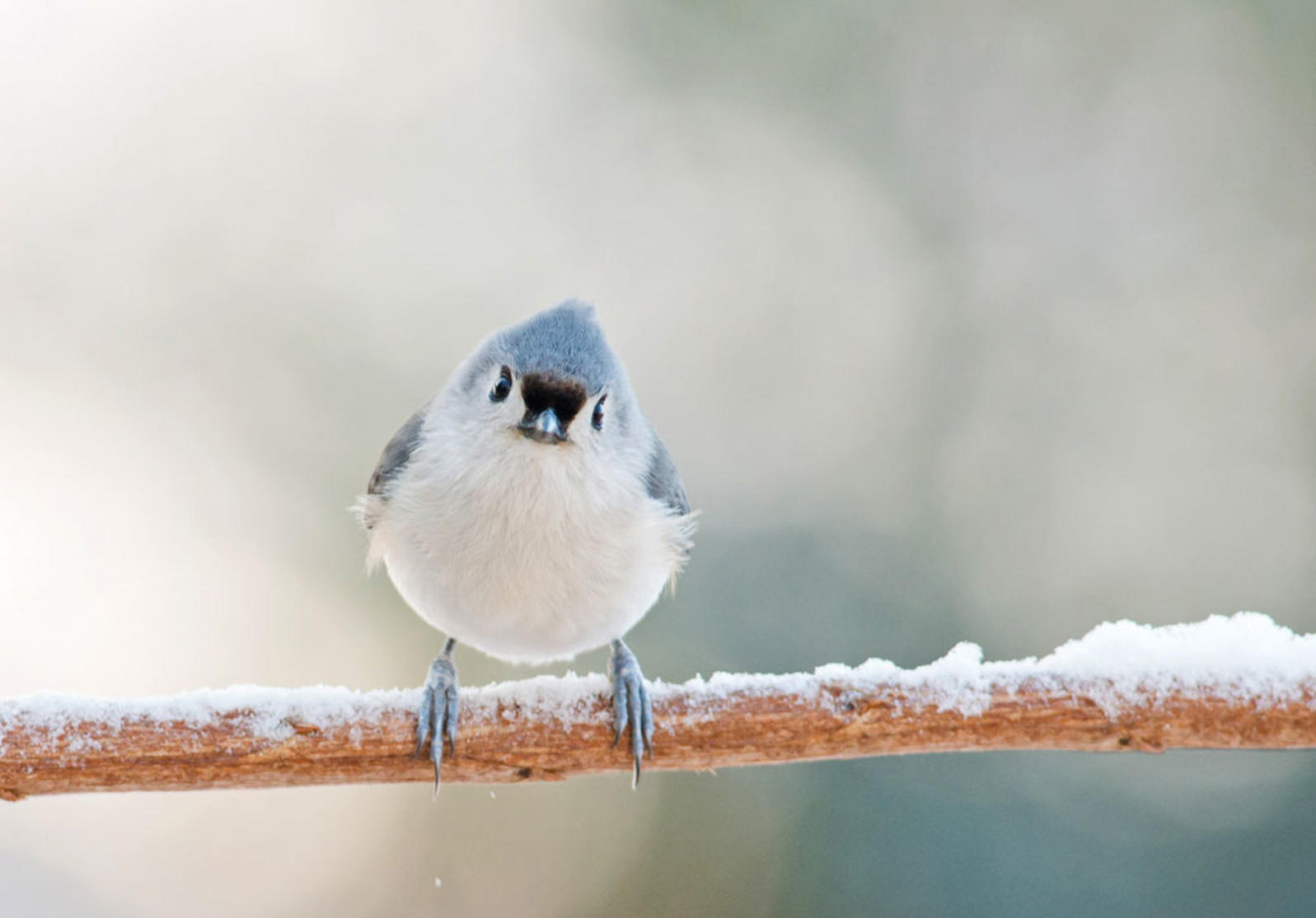 sfw_apa_2013_28627_227139_catherinemcentee_tufted_titmouse_kk_0.jpg