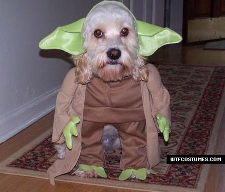 funny-yoda-dog-costume-451x385.jpg