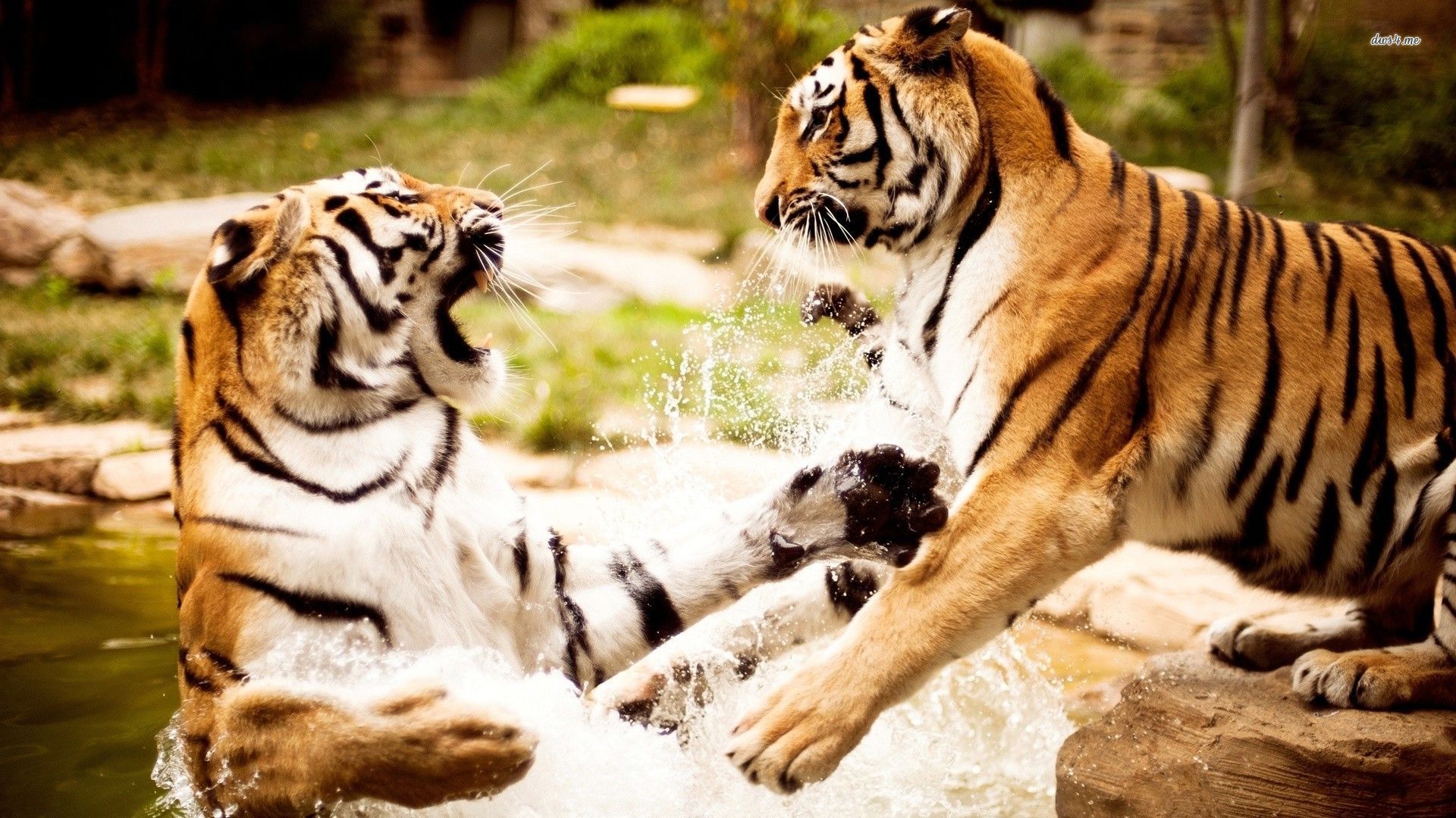 animal-tigers-fighting-wallpaper-2.jpg